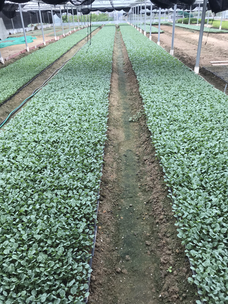 有机松花菜苗优质种苗精心培育成活率高的