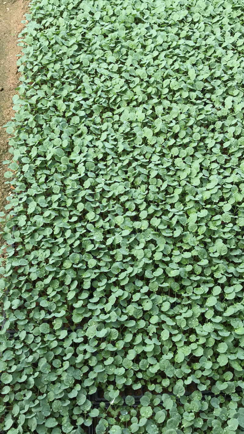 有机松花菜苗优质种苗精心培育成活率高的