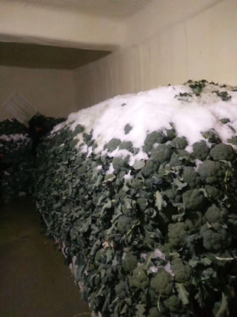 西兰花苗，包邮优质种苗精心培育货源充足