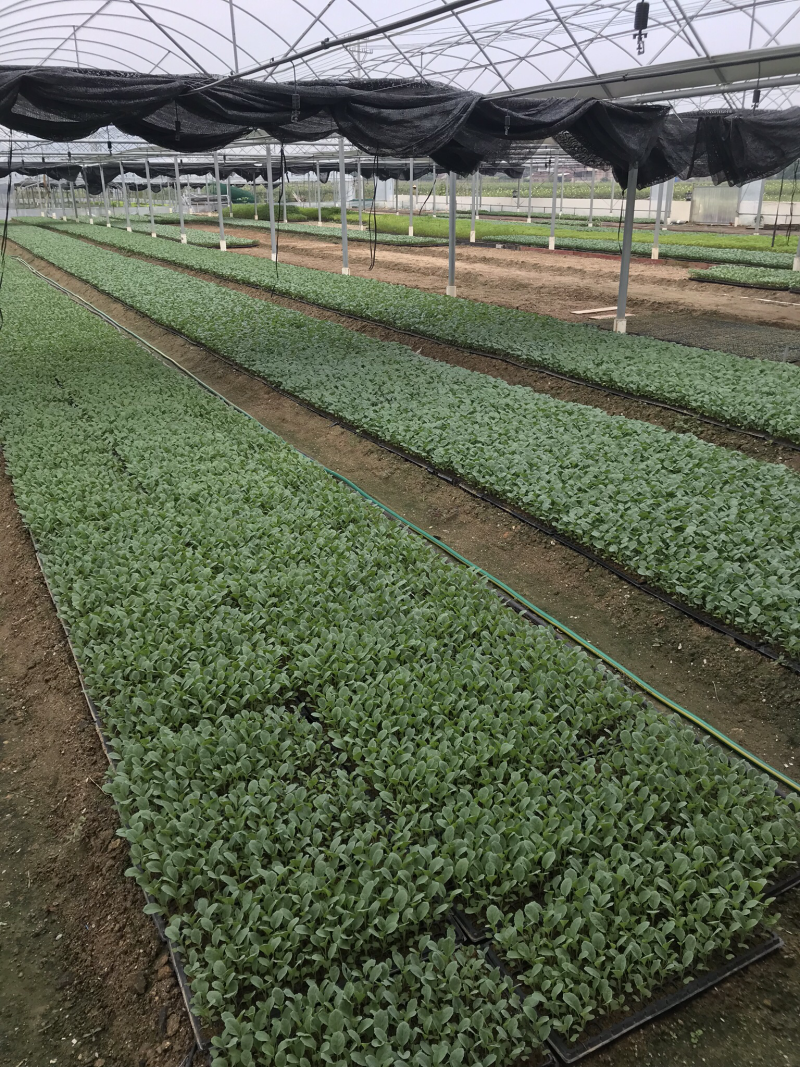 西兰花苗，包邮优质种苗精心培育货源充足