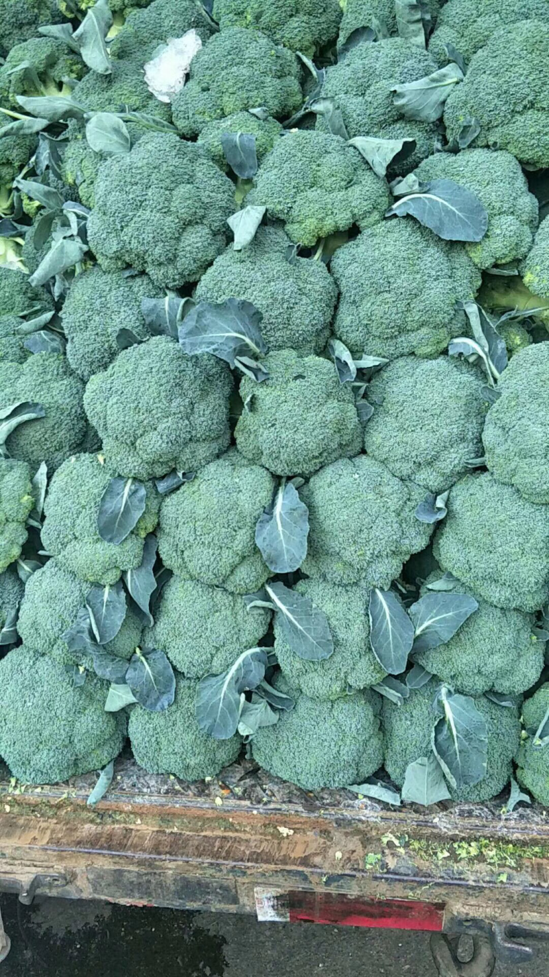 西兰花苗，包邮优质种苗精心培育货源充足