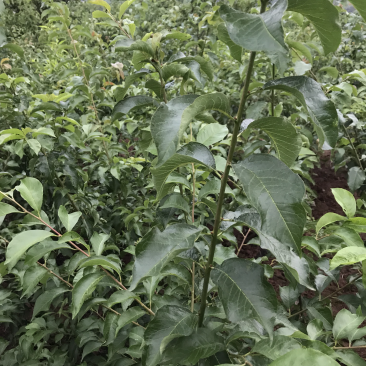 5月红脆李子苗