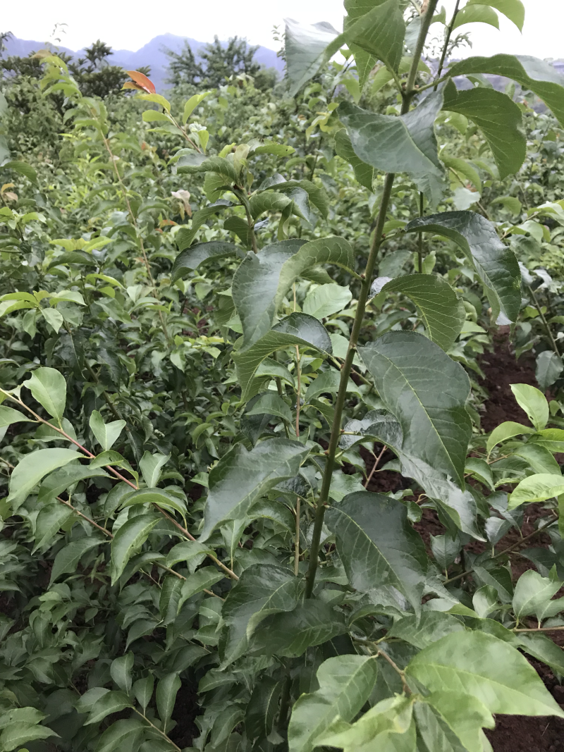 5月红脆李子苗
