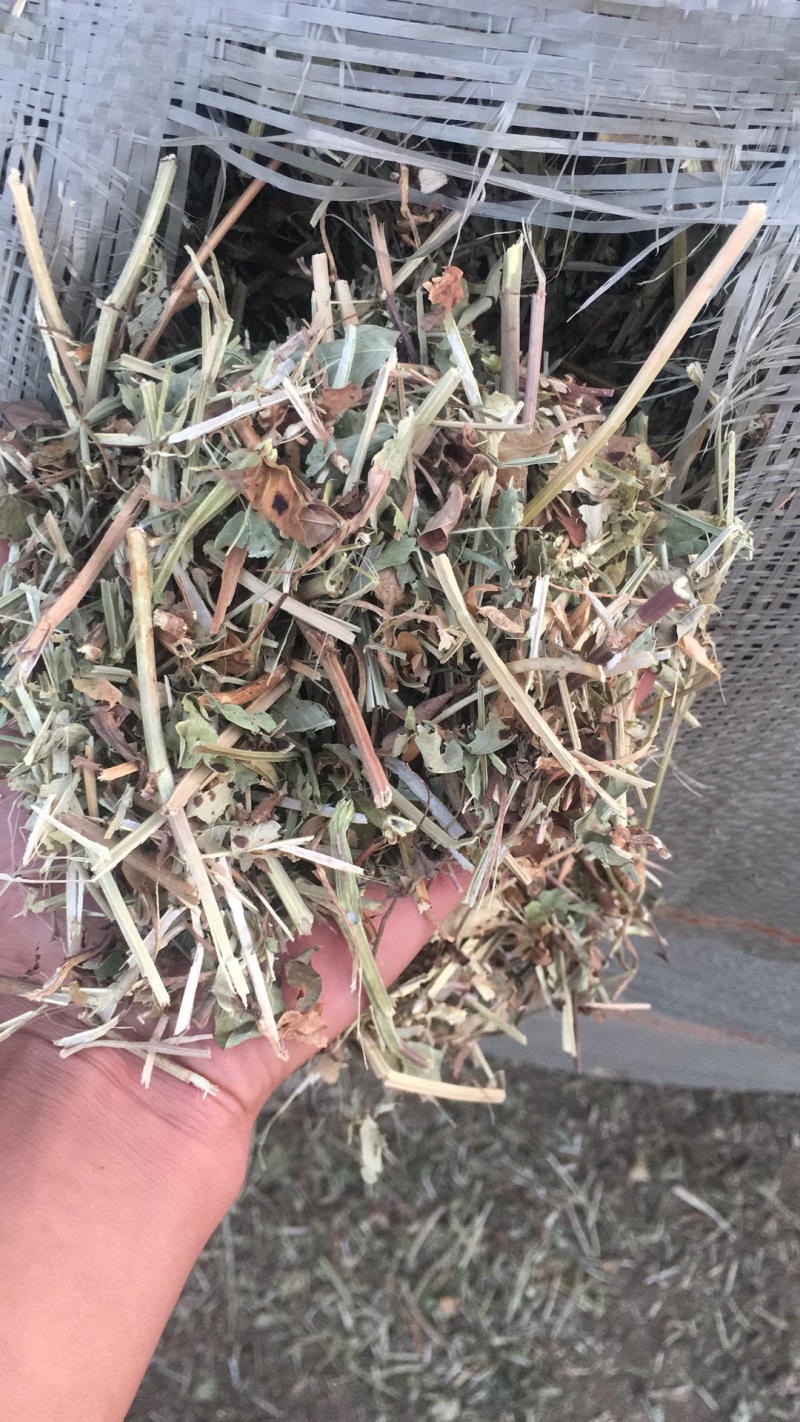 优质花生秧