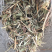 优质花生秧