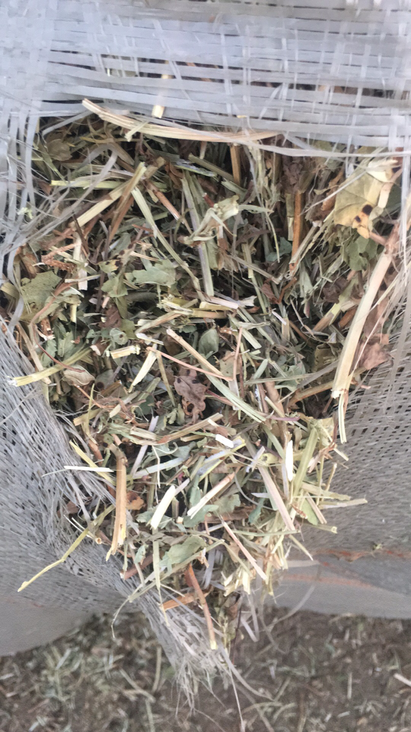 优质花生秧