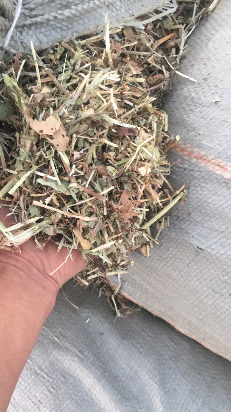 优质花生秧