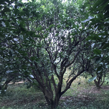 香泡树（柚子树）