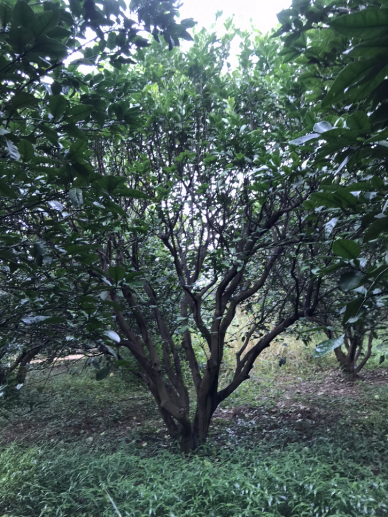 香泡树（柚子树）
