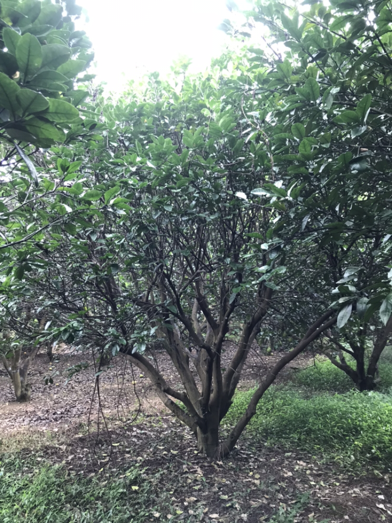 香泡树（柚子树）