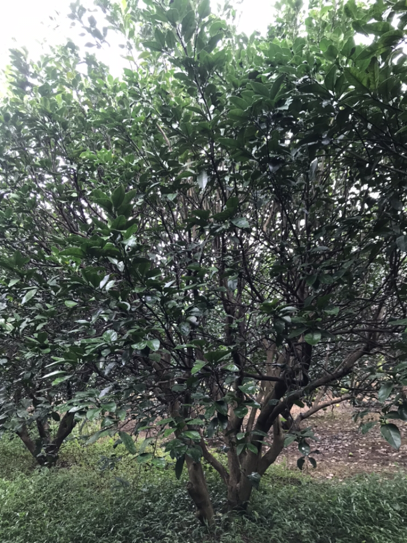 香泡树（柚子树）