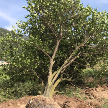 香泡树（柚子树）