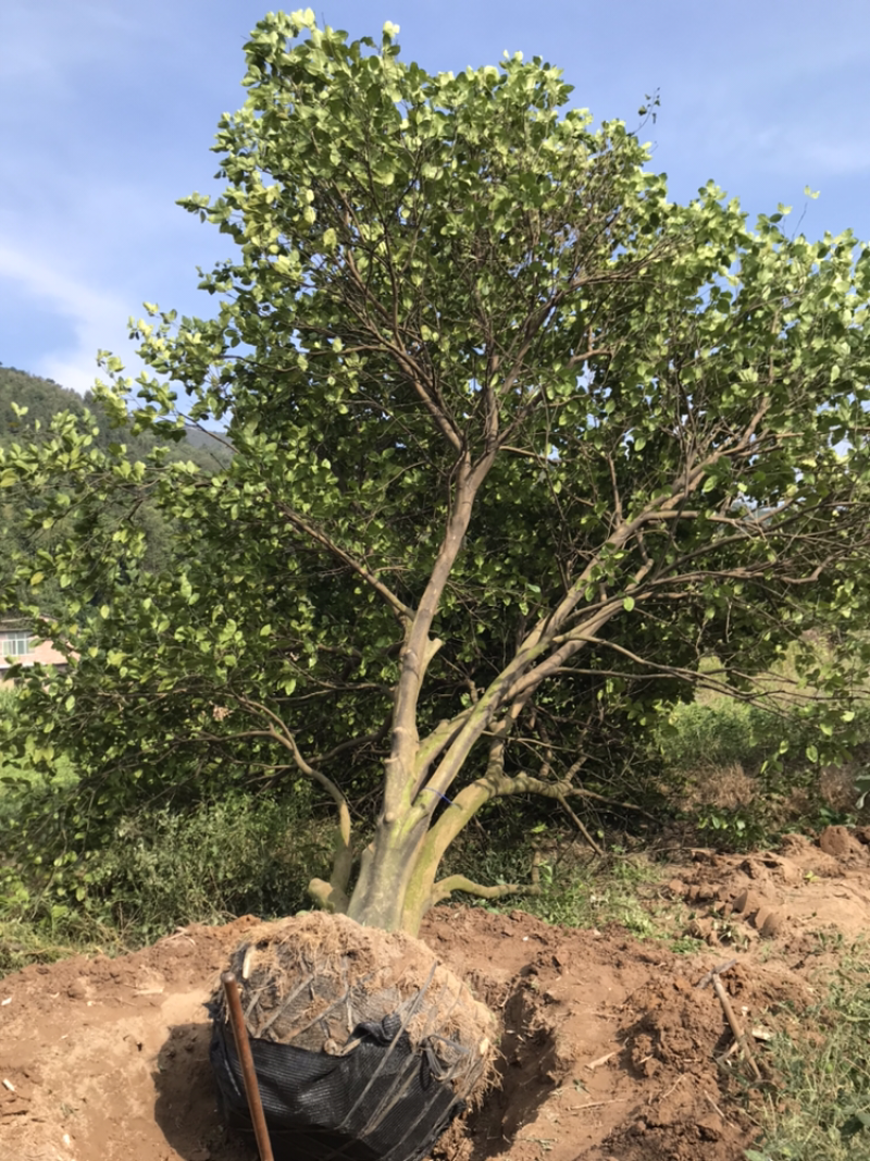 香泡树（柚子树）