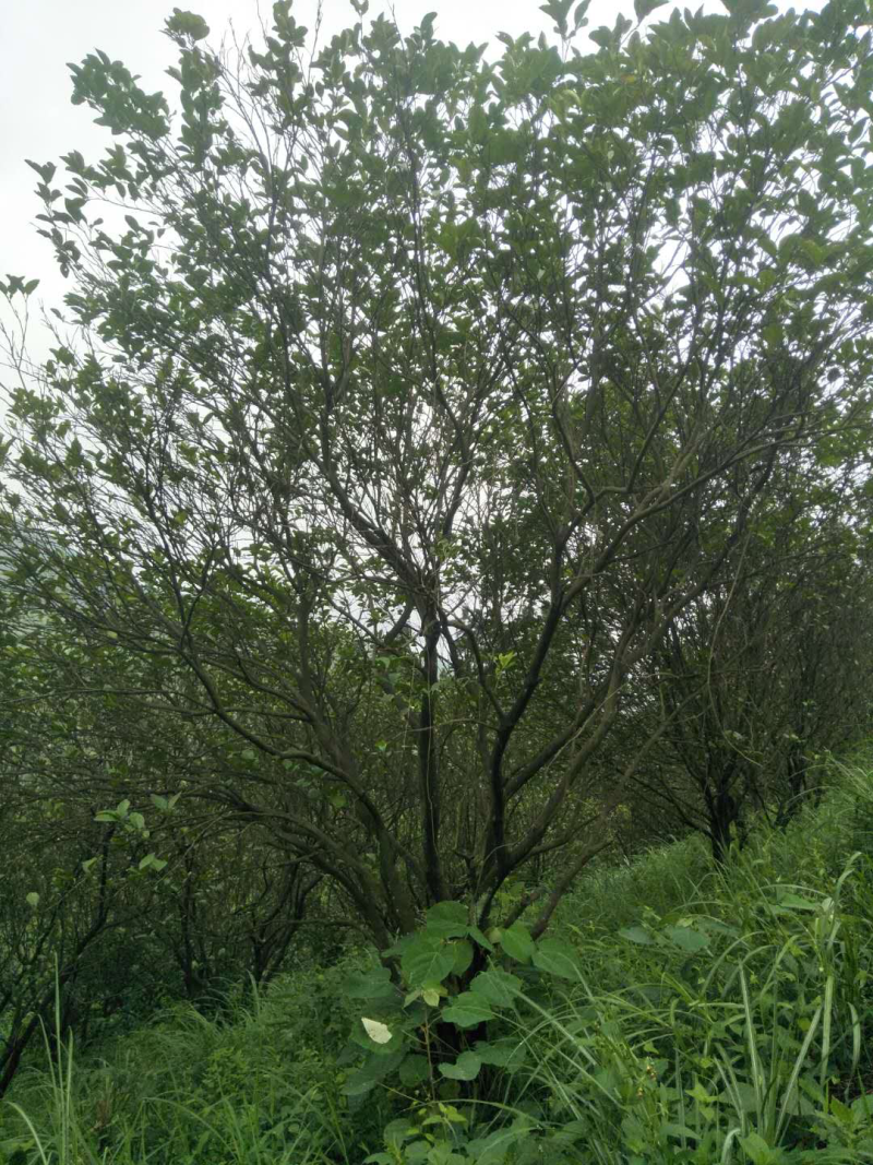 香泡树（柚子树）