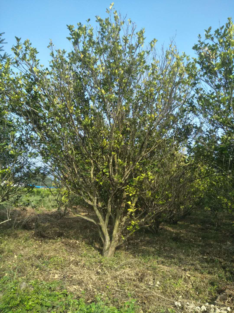香泡树（柚子树）