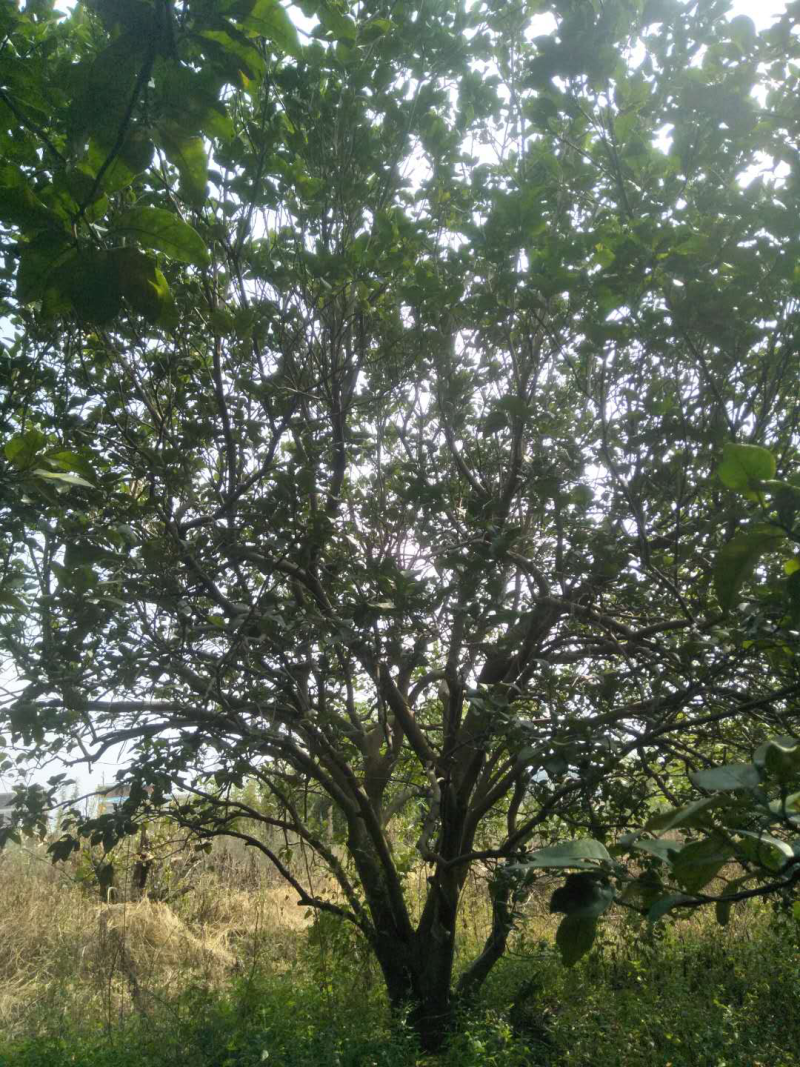 香泡树（柚子树）