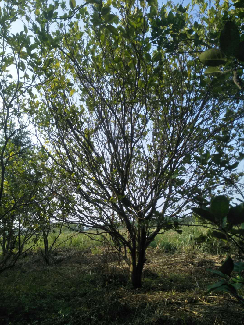 香泡树（柚子树）