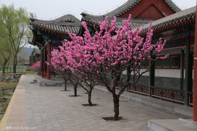 榆叶梅种子