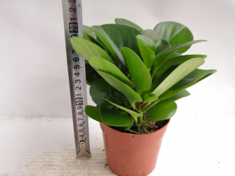 碧玉椒草