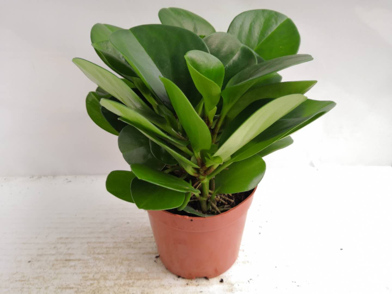 碧玉椒草