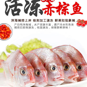 冻赤棕鱼，红立鱼，红雕鱼来自大海的美味
