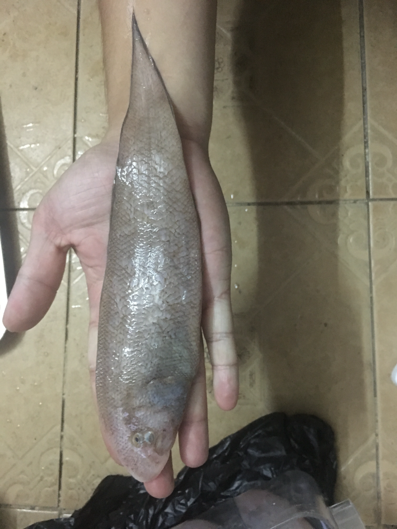 龙利鱼龙舌鱼比目鱼