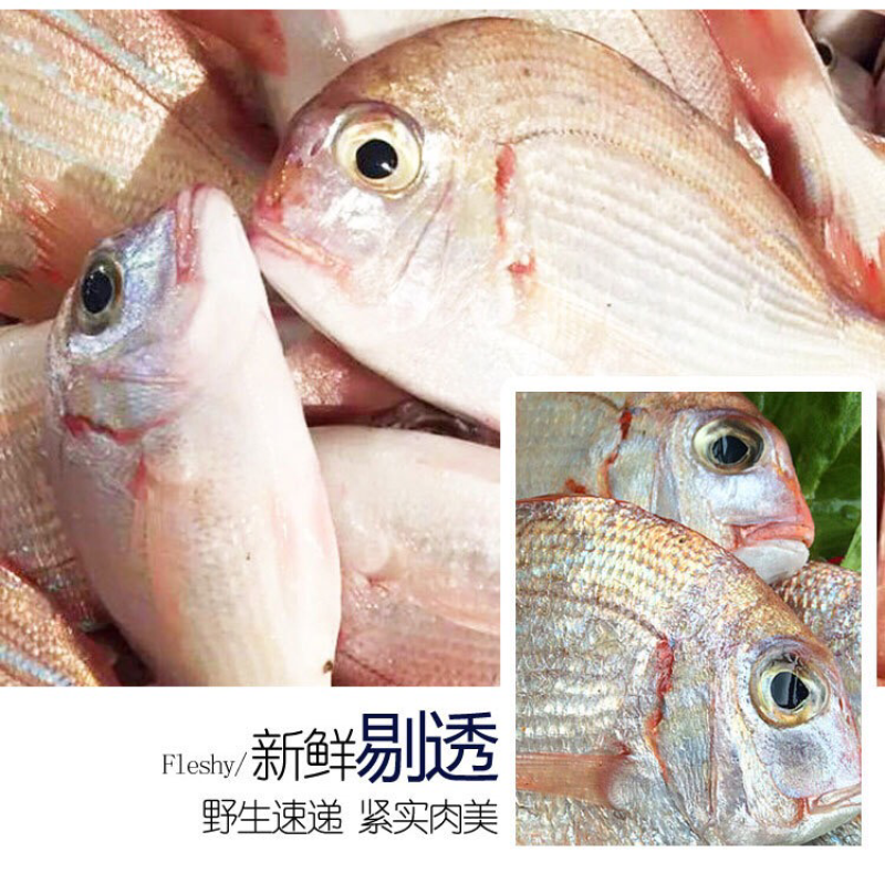 冻赤棕鱼，红立鱼，红雕鱼来自大海的美味