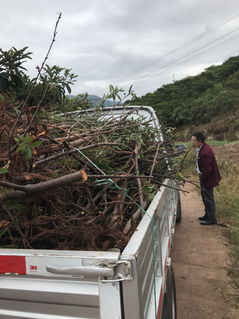 挂果树脆红李