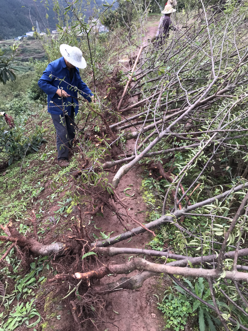 挂果树脆红李