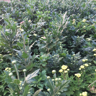 彩色菊花
