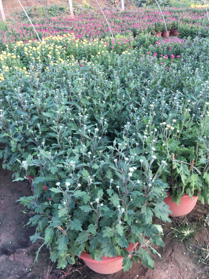 彩色菊花