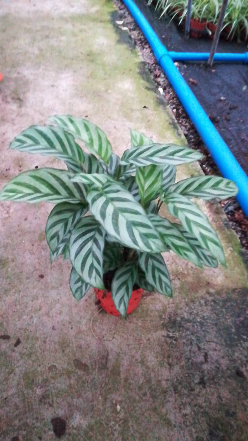 110翠叶竹芋