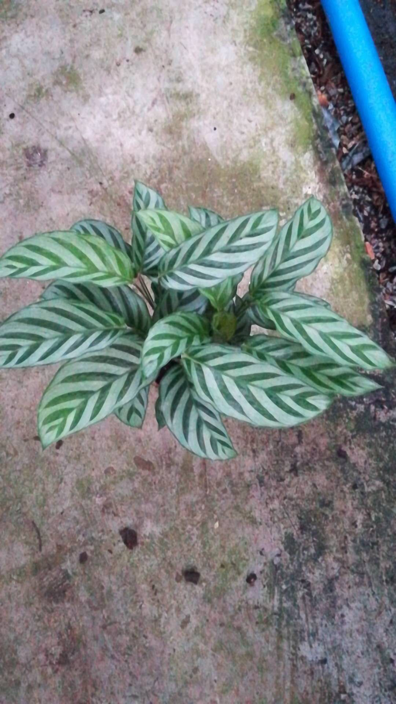 110翠叶竹芋