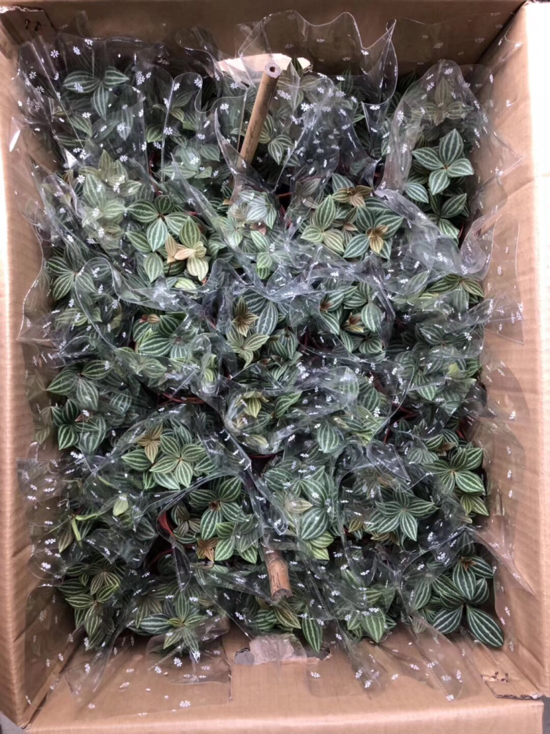 豆瓣绿