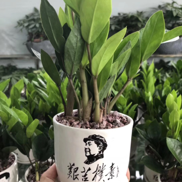 金钱树
