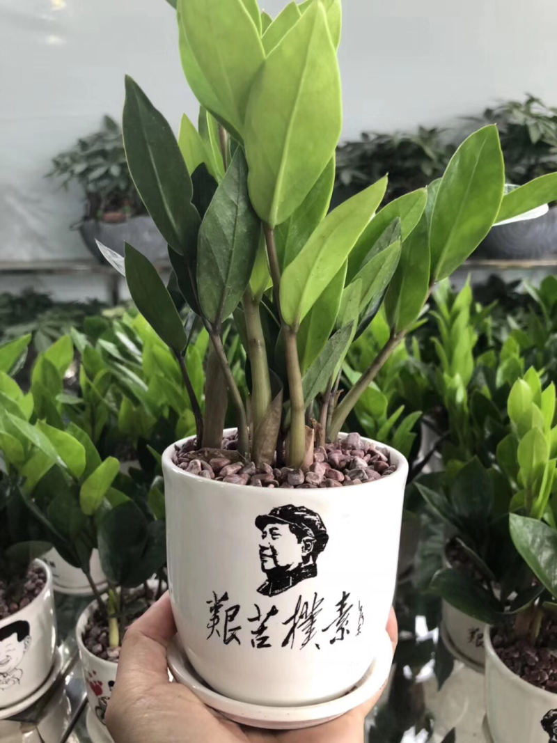 金钱树