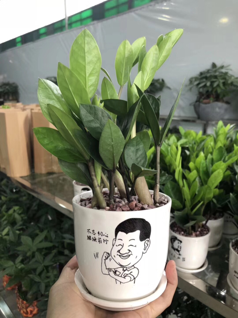 金钱树