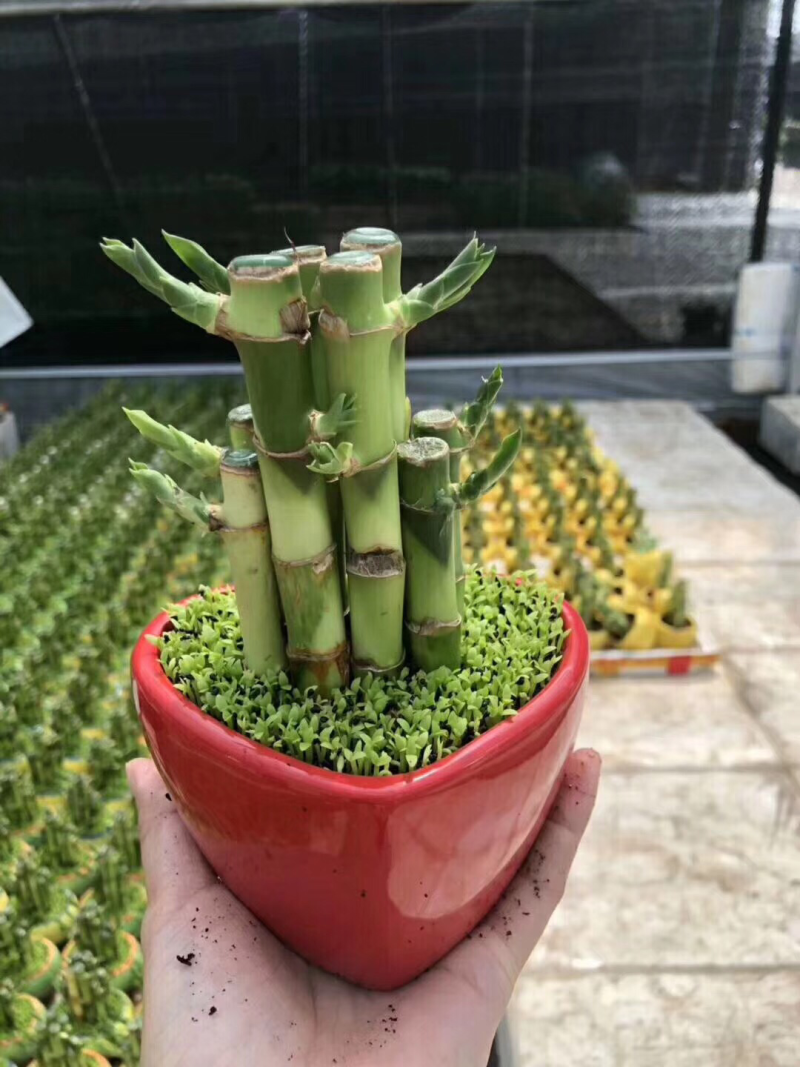 竹子
