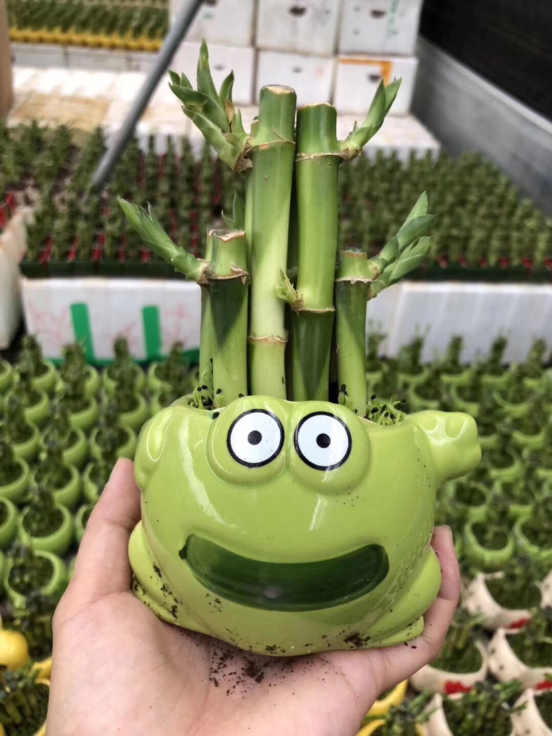 竹子