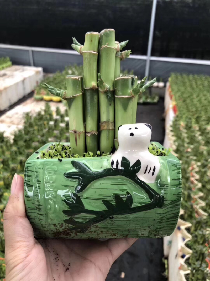 竹子