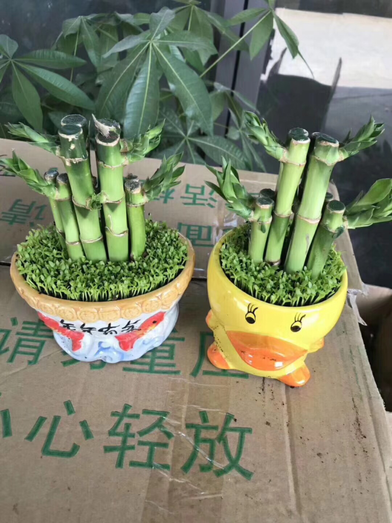 竹子