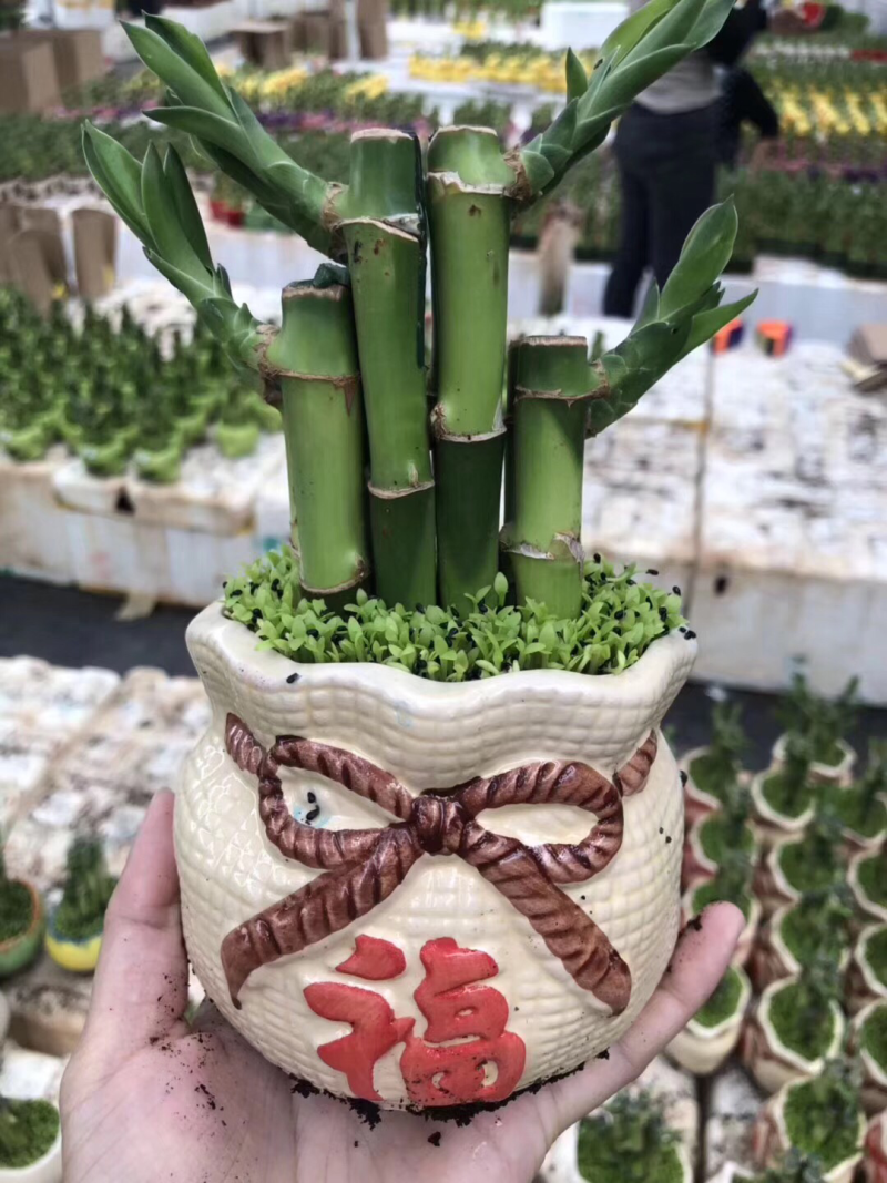 竹子