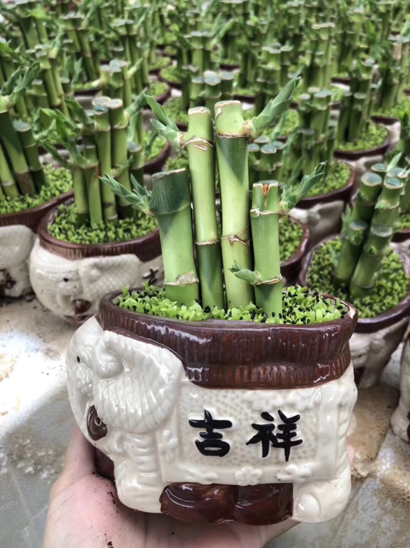 竹子