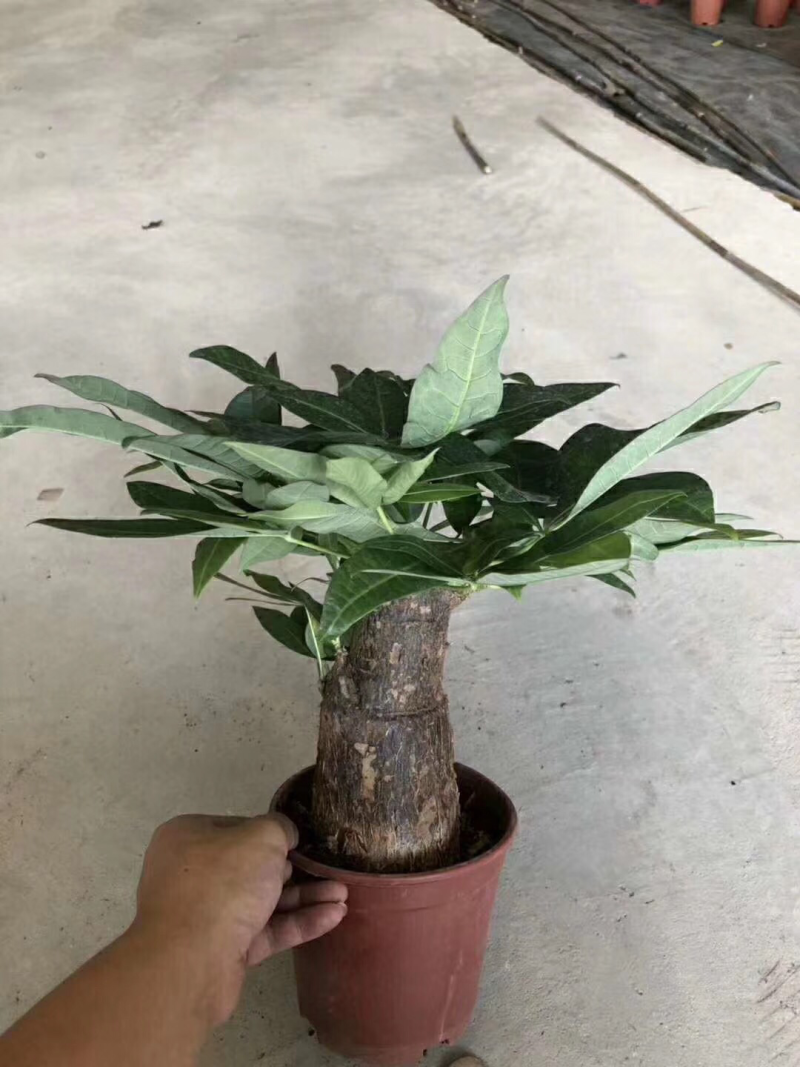 发财树