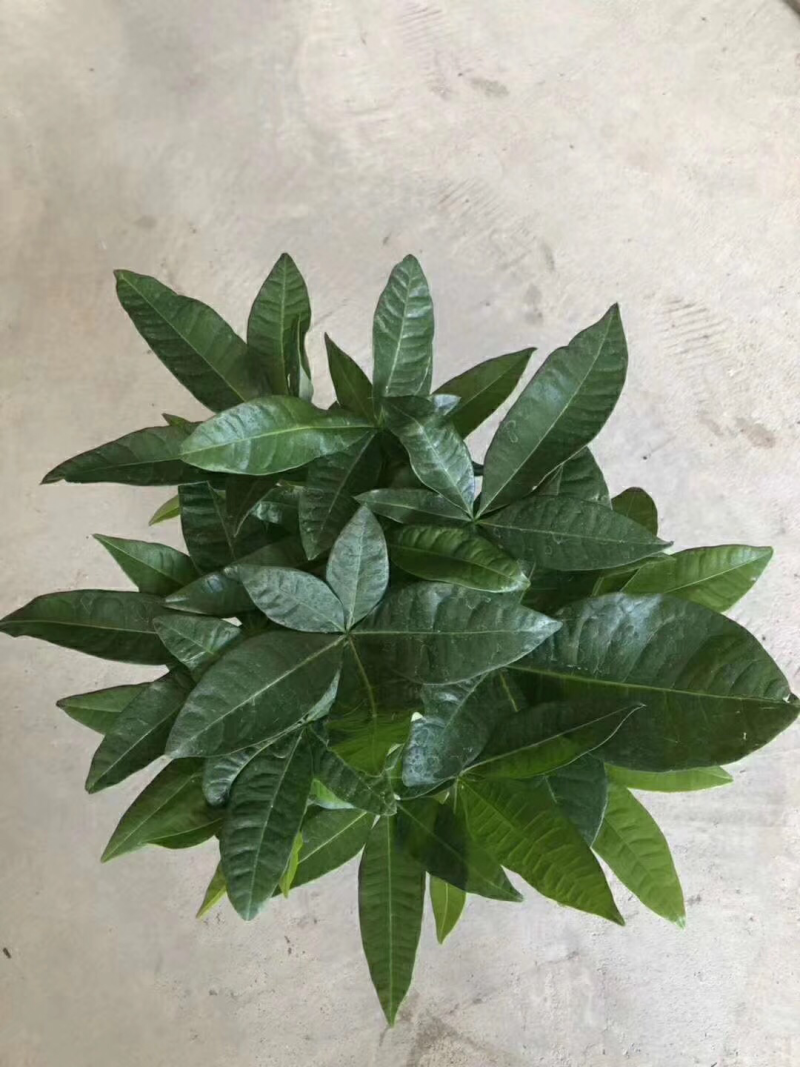 发财树