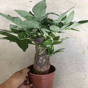 发财树