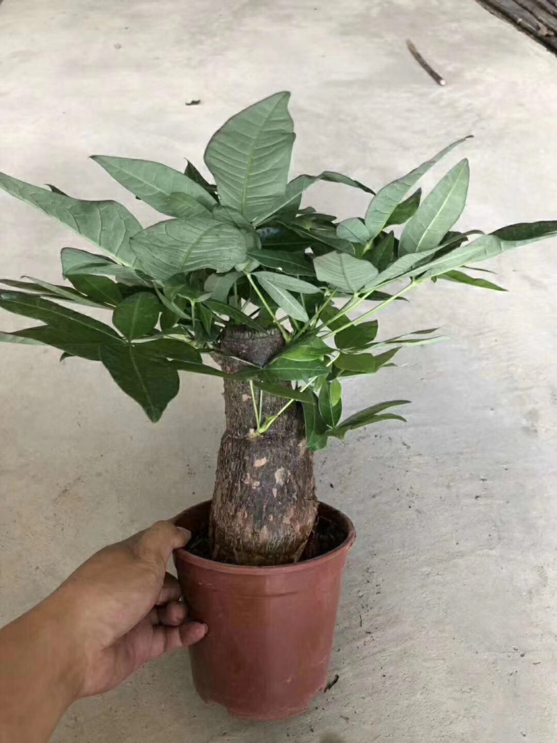 发财树