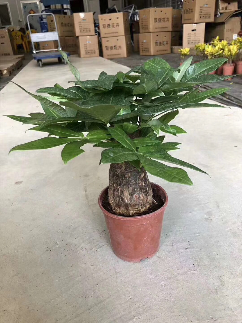 发财树