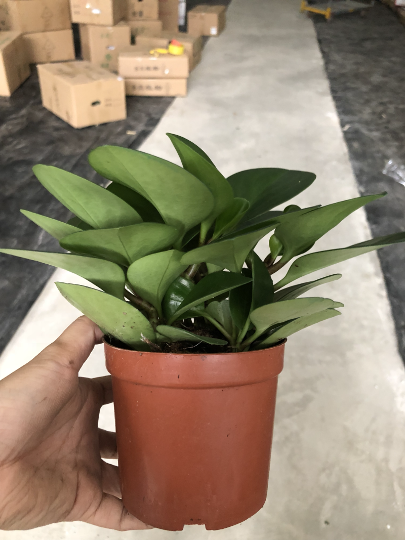 小盆栽-110墨叶碧玉