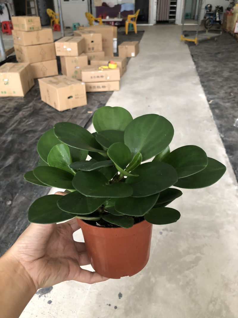 小盆栽-110墨叶碧玉